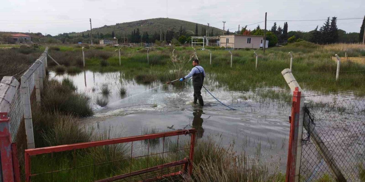 Ayvalık’ta sivrisinek larvalarıyla amansız mücadele sürüyor