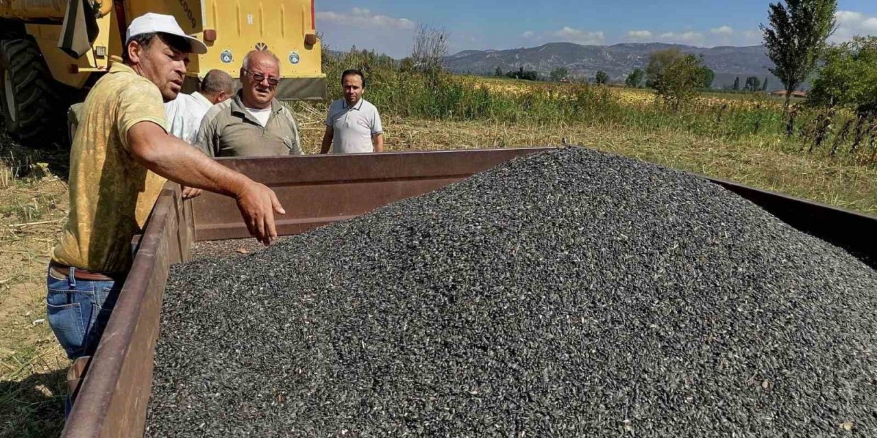 Simav’da üreticilere 4 bin 250 kilo yağlık ayçiçeği tohumu dağıtılacak
