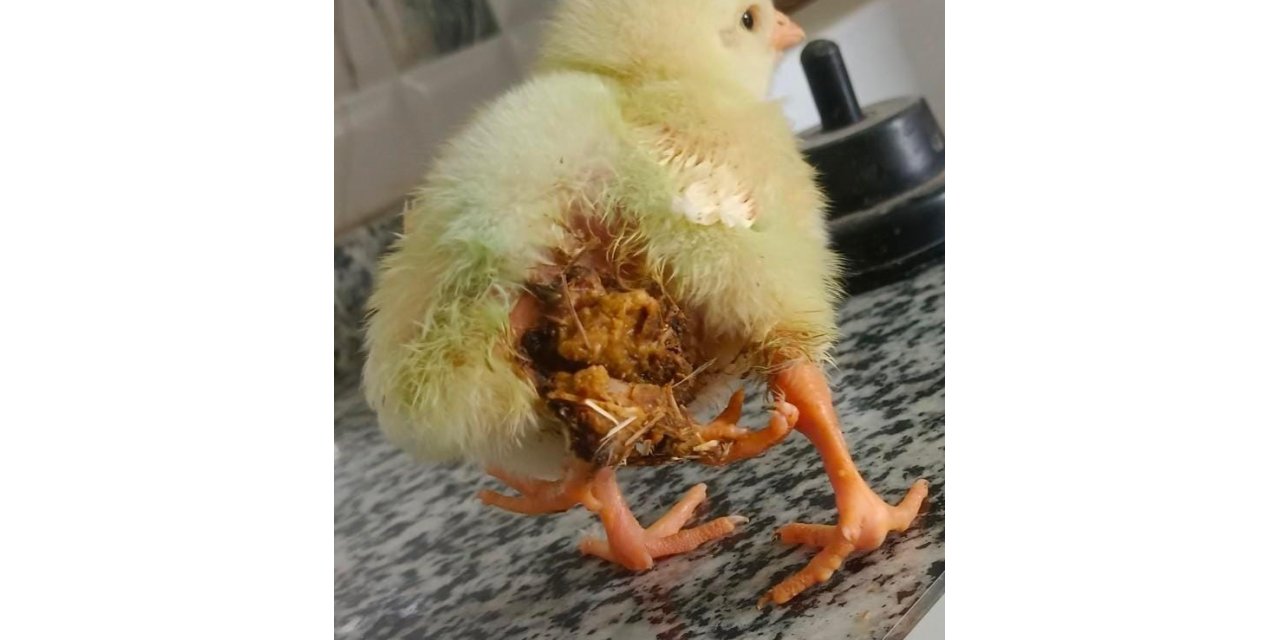 Elazığ’da dört bacaklı civciv dünyaya geldi