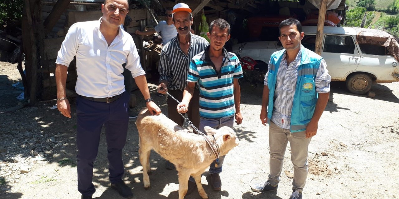 Simav İlçe Tarım ve Orman Müdürlüğü’nden buzağı desteklemesi başvuru uyarısı