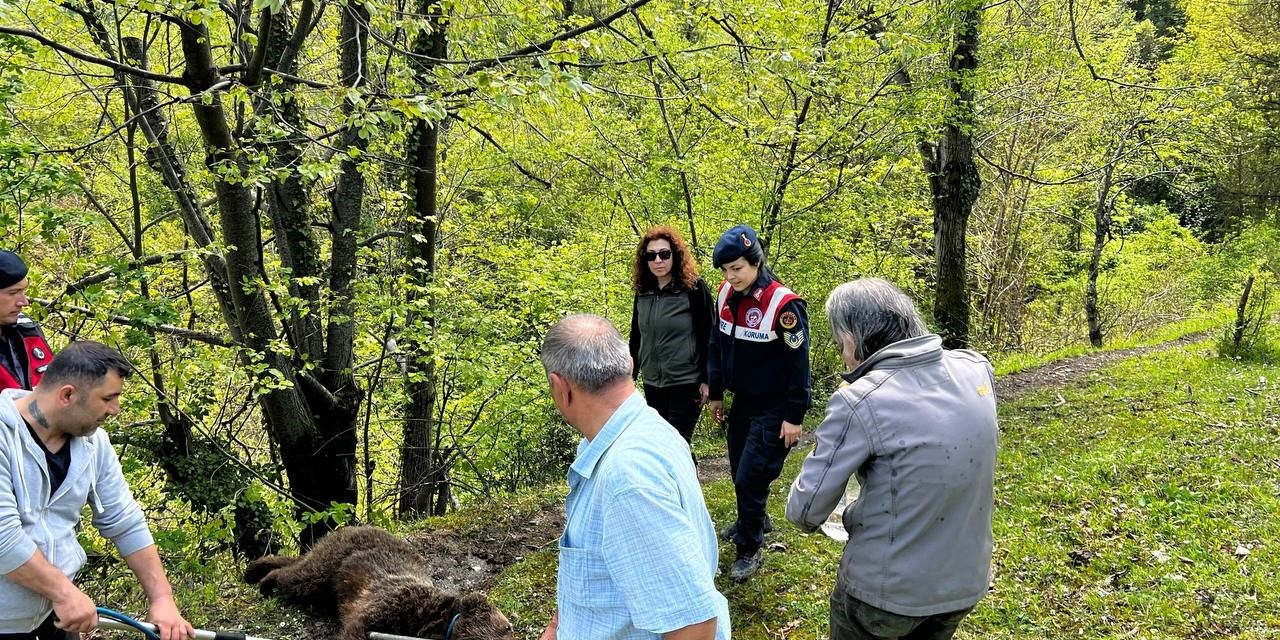 Yaralı ayının imdadına ekipler yetişti