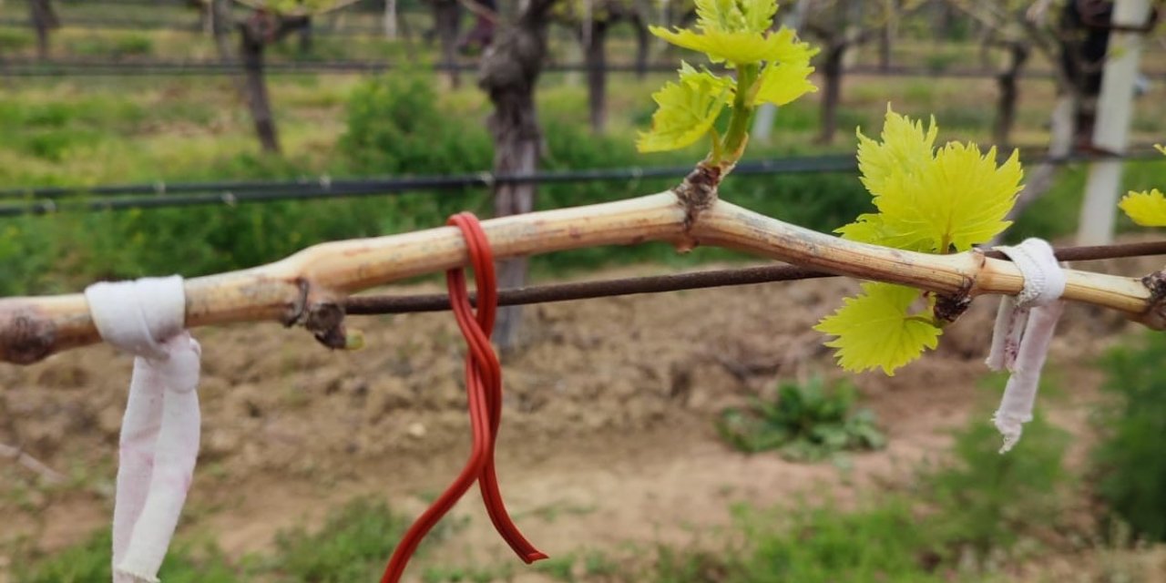 Denizli’nin bağlarında salkım güvesiyle mücadele sürüyor