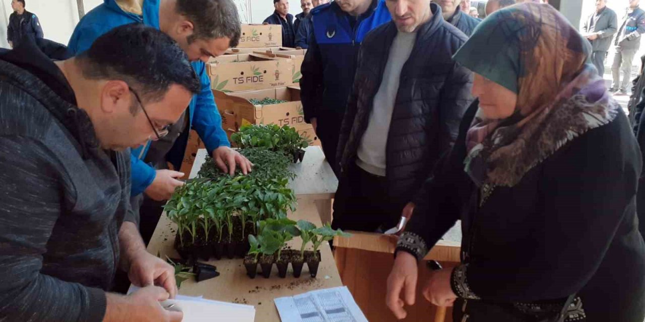 Sinop’ta 530 seracıya 61 bin sebze fidesi dağıtıldı