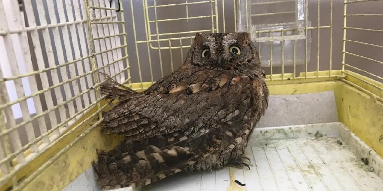 Arazide bitkin halde bulunan İshak kuşu tedavi altına alındı