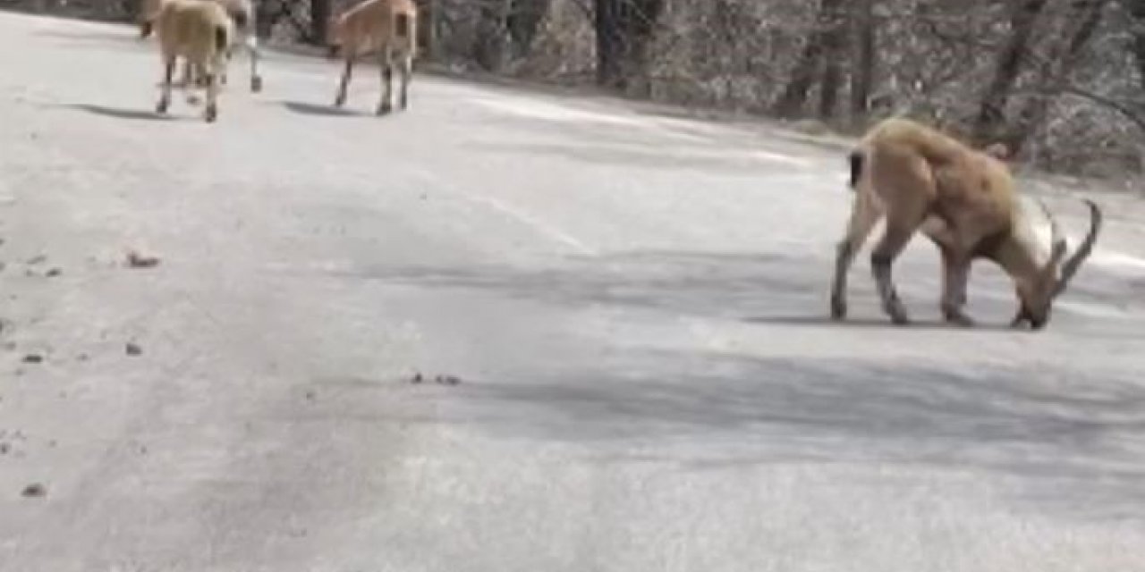 Kara yoluna dökülen tuz, hem insan hem de yaban hayatını tehlikeye atıyor