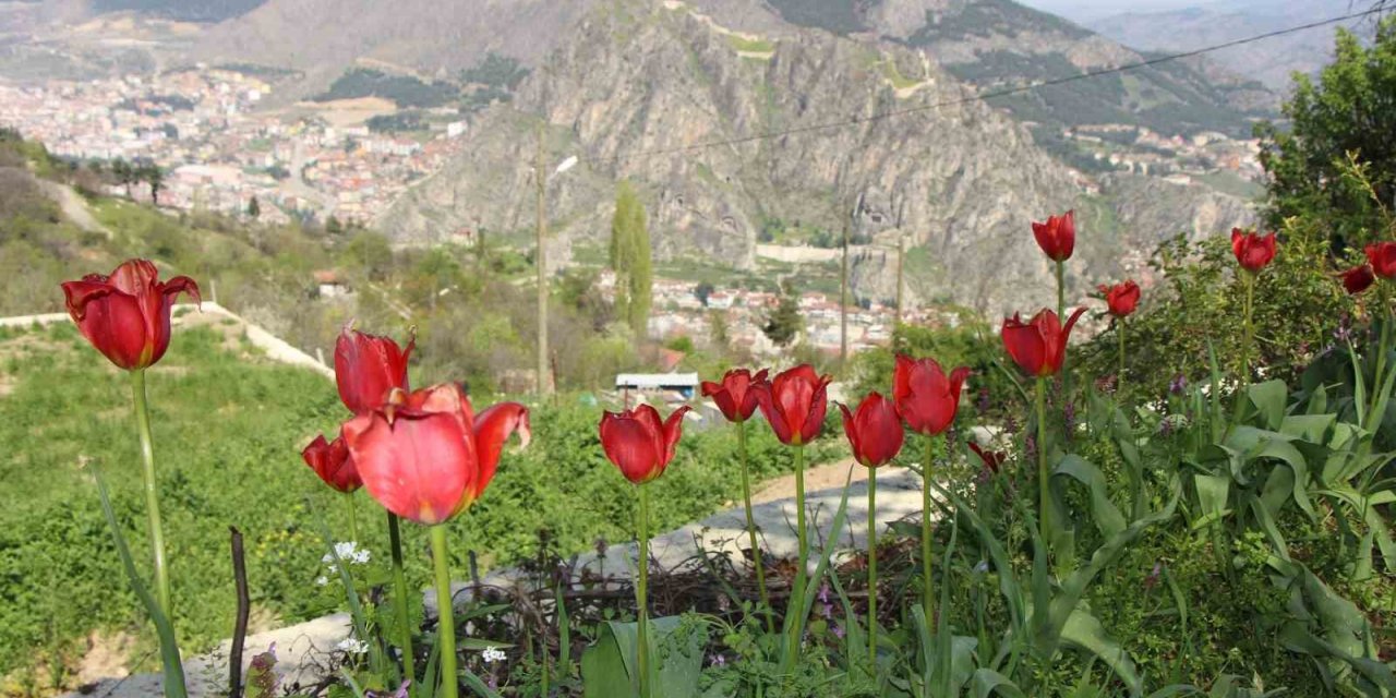 Amasyalılar ‘Yitik lale’yi arıyor, en son 1896 yılında görüldü