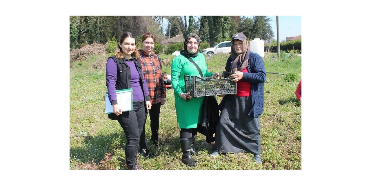 150 bin adet dağ çileği fidesi üreticilere dağıtıldı
