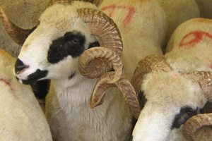 Kurban etini nasıl pişirelim?