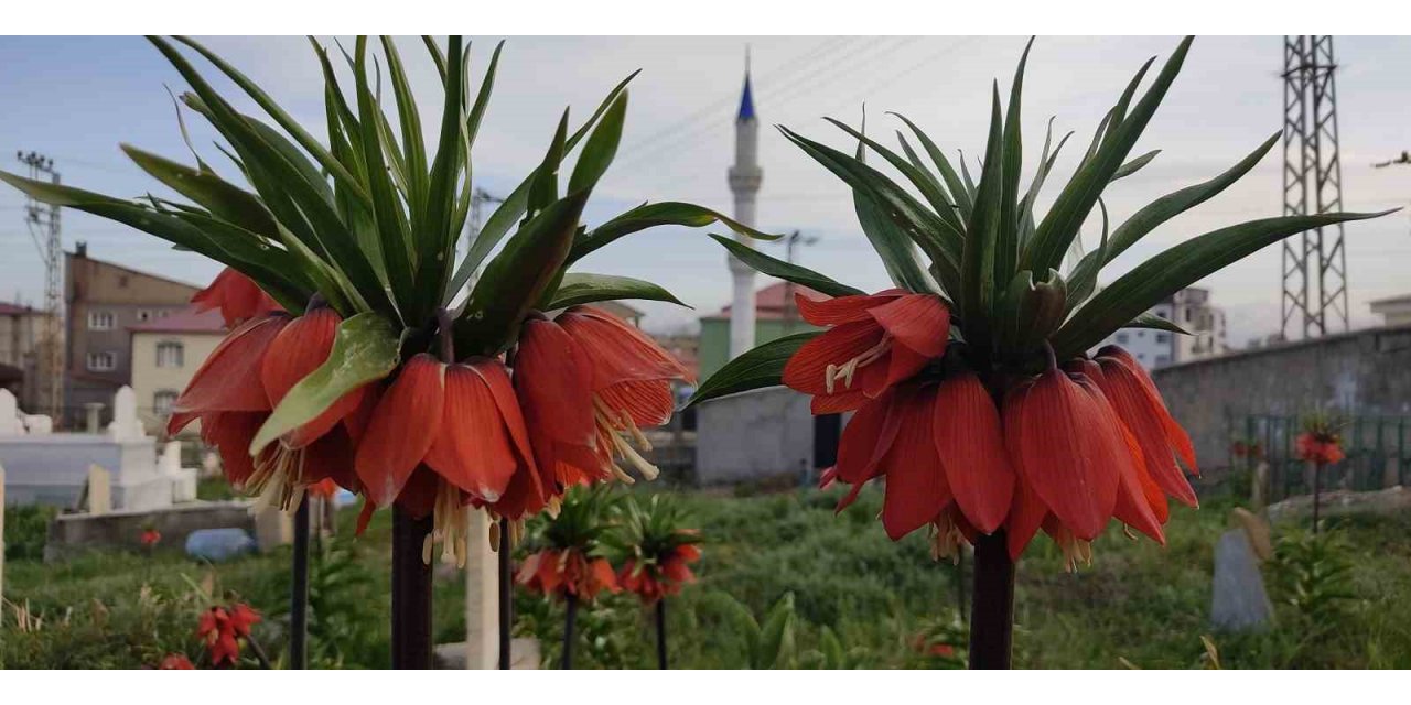 Yüksekova’da bir aylık ömürleri olan ters laleler çiçek açtı