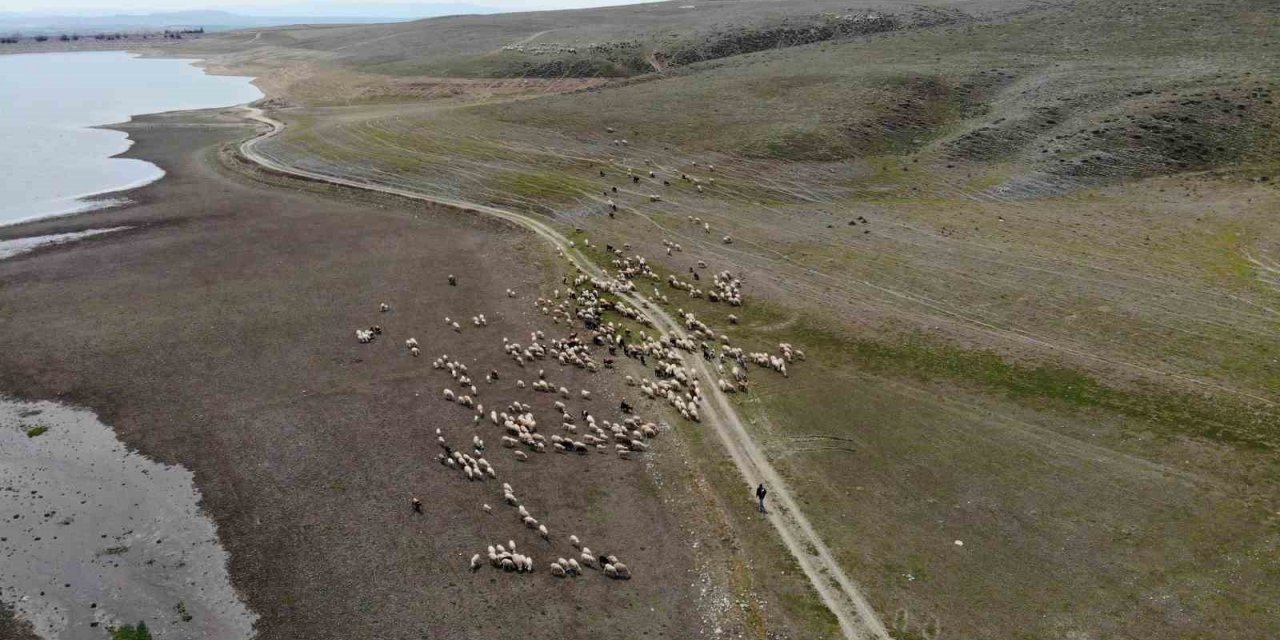 Eskişehir’de baharını alma dönemiyle birlikte koyunlar yemyeşil meralara akın etti
