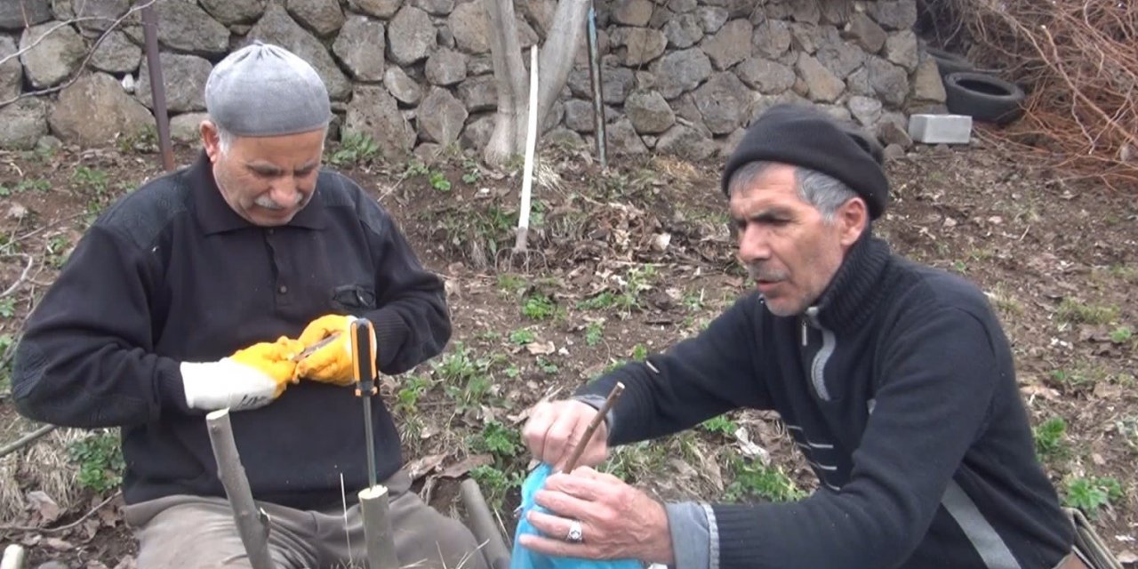 Meyve ağaçlarında aşılama dönemi başladı