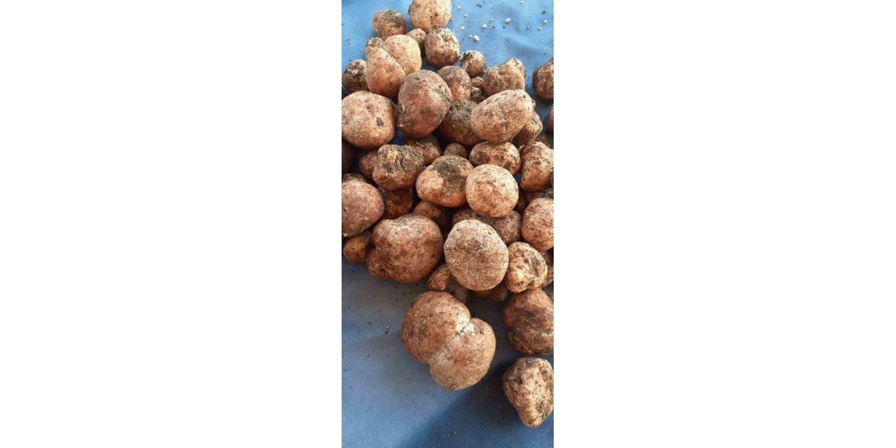 Kilosu 500 lirayı bulan ’Keme’ çıktı