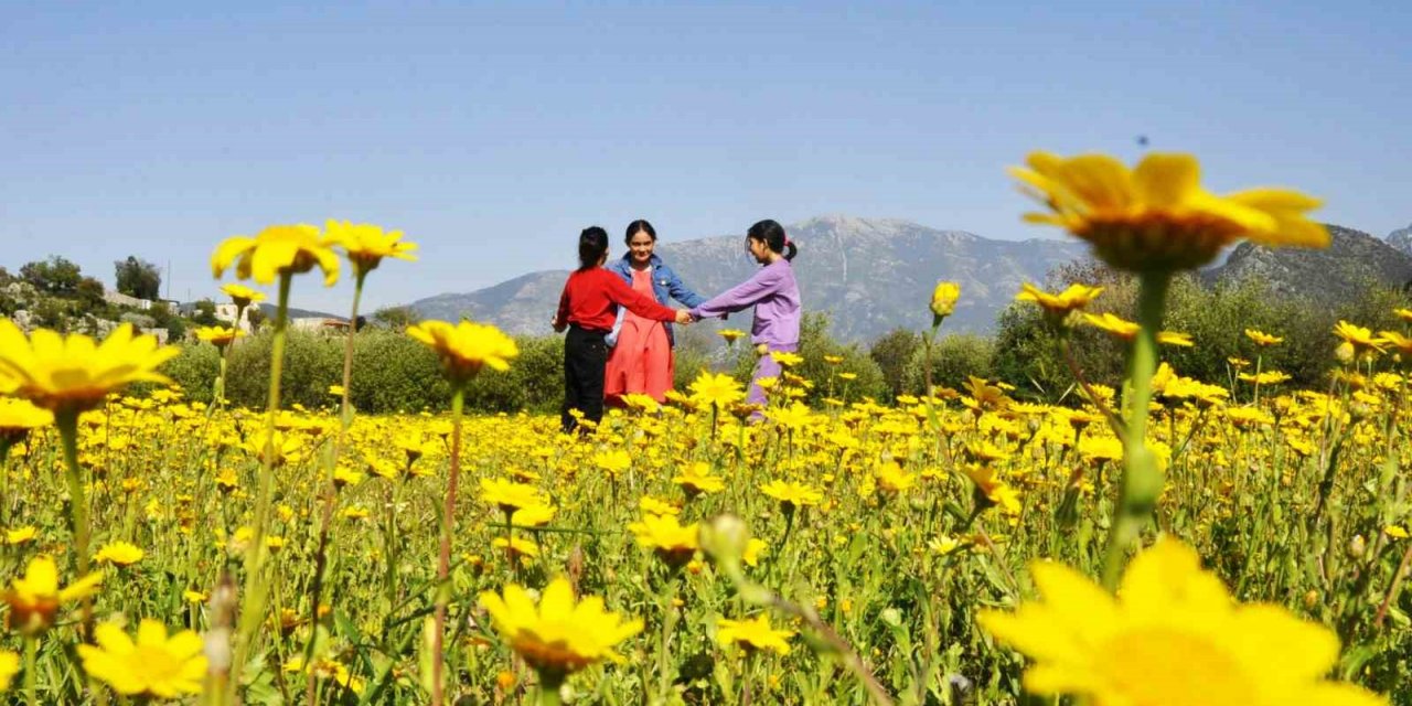 Beyaz ve sarı papatyaları gören kırlara koştu