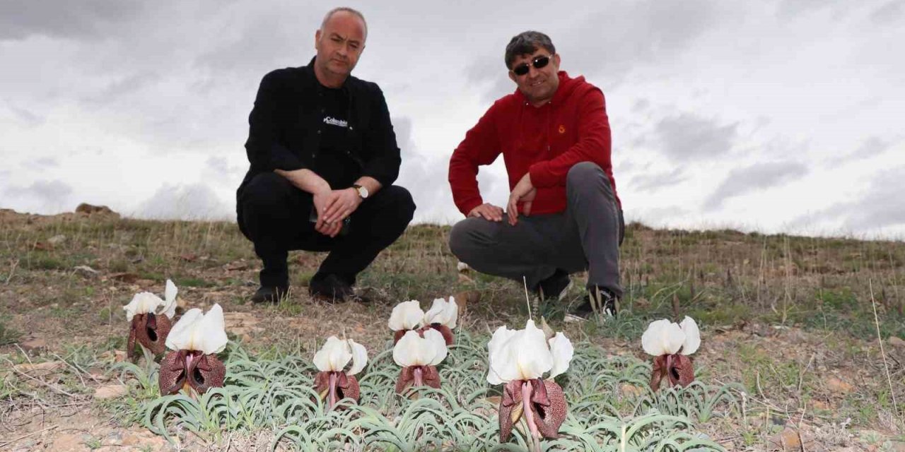 Doğada ot bitmeden kurt kulağı çiçekleri açtı