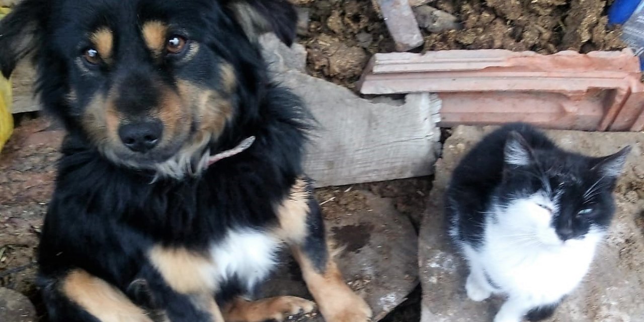 Kayıp köpeğini bulana ödül verecek