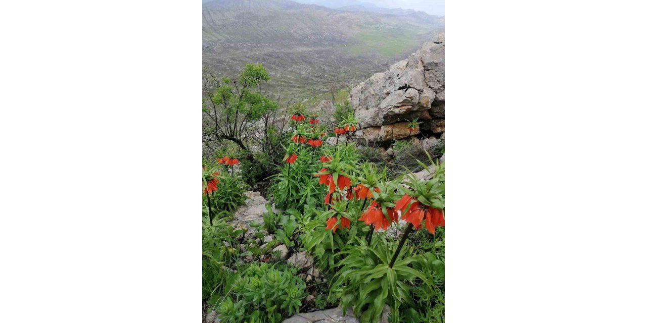 Diyarbakır’da açan ‘Ters Lale’ler göz kamaştırdı