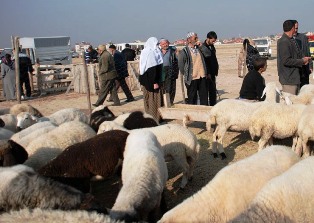 Kurbanlık rekabeti kızışıyor!