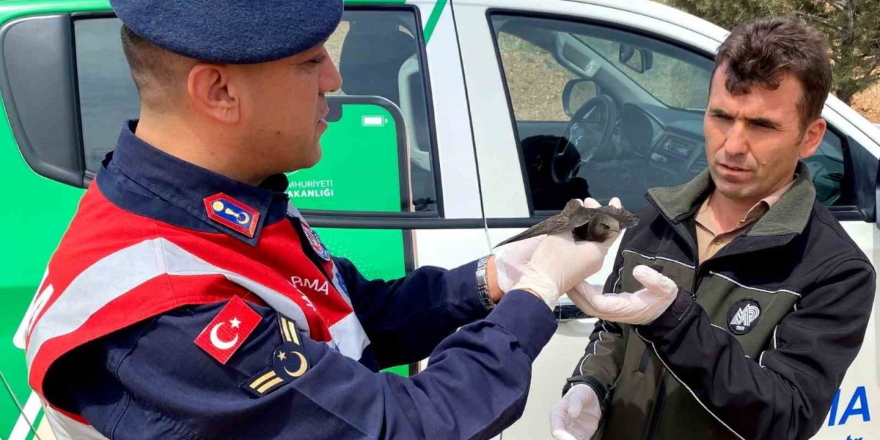 Kanadı kırık ebabil kuşu emin ellerde