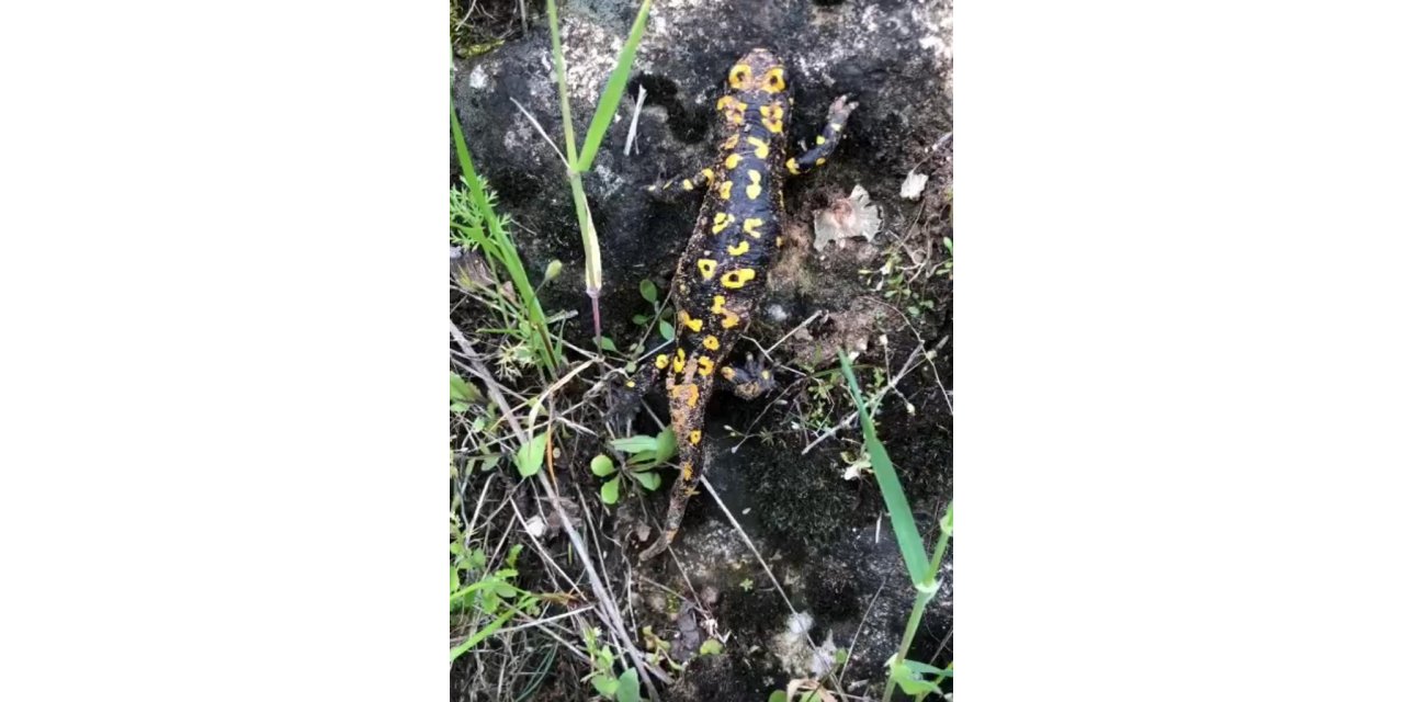 Diyarbakır’da nesli tükenme tehlikesi altında olan ’Türk semenderi’ görüldü