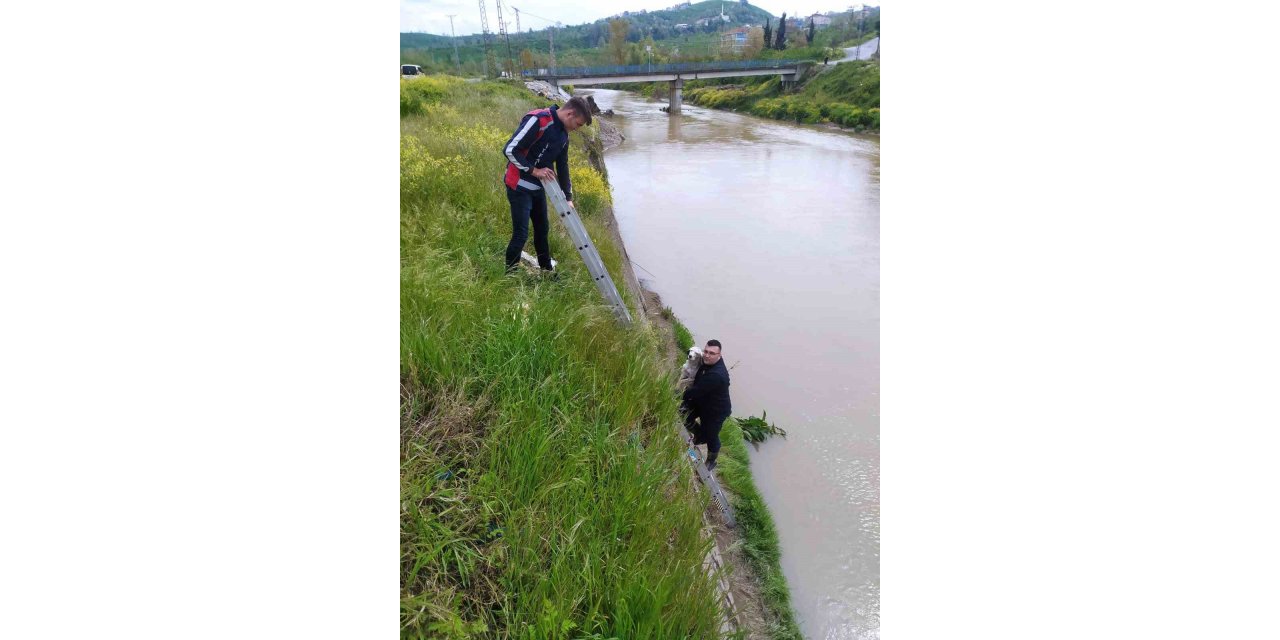 Dere kenarında mahsur kalan köpeği belediye ekipleri kurtardı