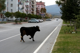 Konya'da kaçan boğa ortalığı karıştırdı