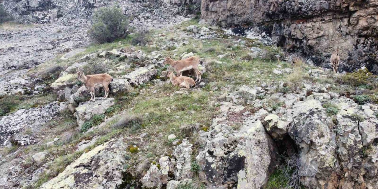 Dağların süsü yaban keçileri Gümüşhane’de dronla görüntülendi