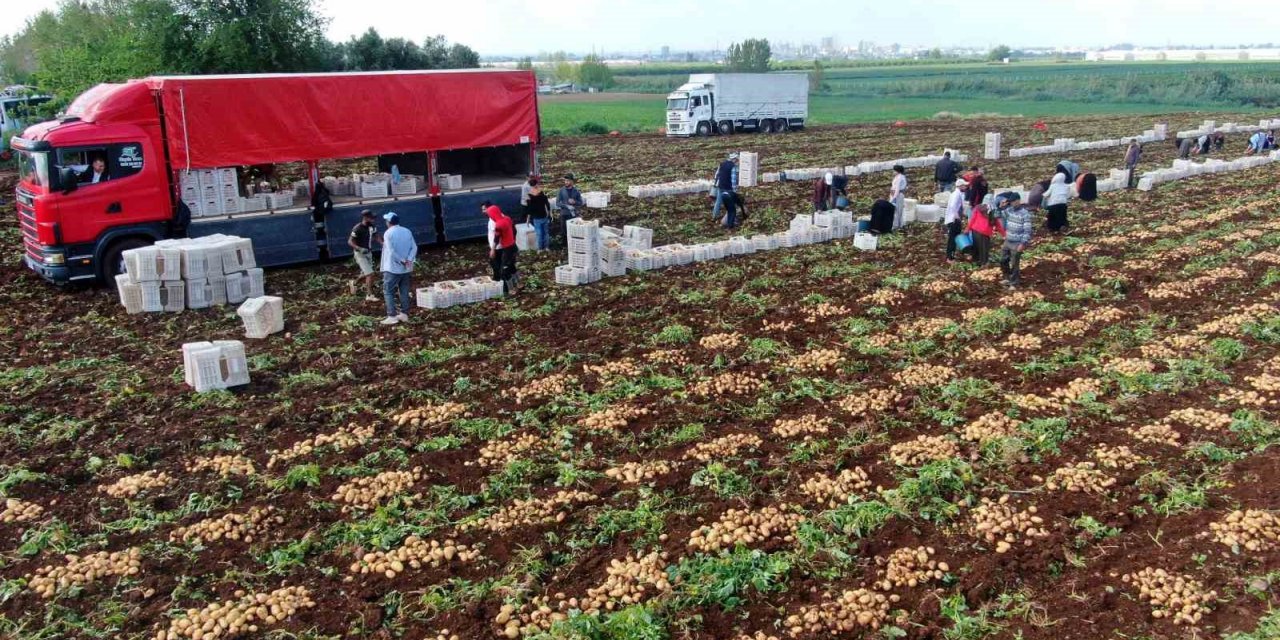 Turfanda patates hasadı başladı, bu yıl verim yüksek
