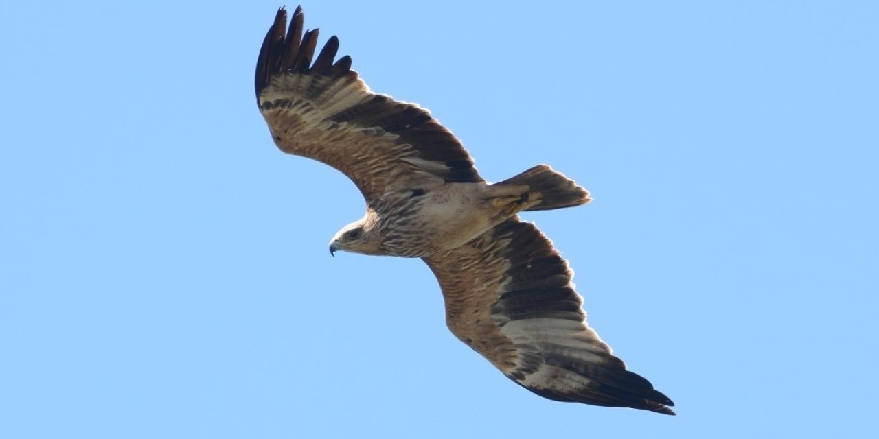 “Kuş Oteli” Hersek Lagünü’nde tür sayısı şah kartalıyla 253’e çıktı