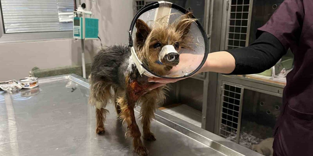 Şehrin ortasında ’Pitbull’ vahşeti