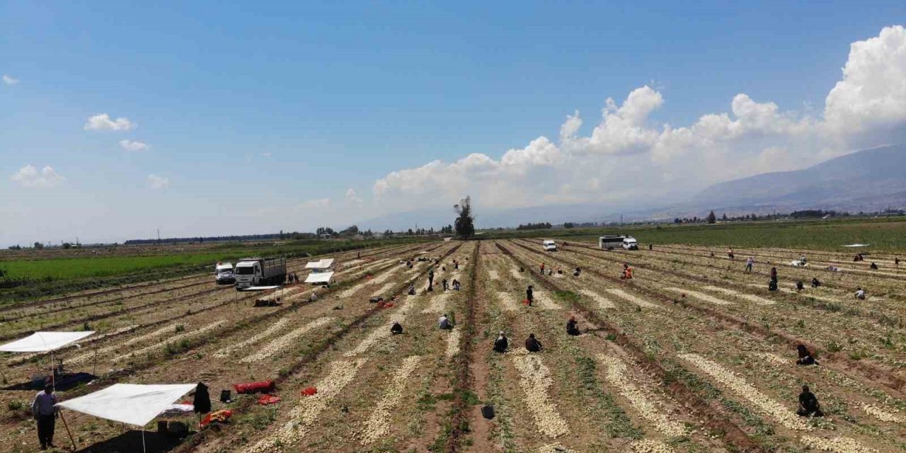 Soğan tarlada 9-10 lira seviyesine düştü