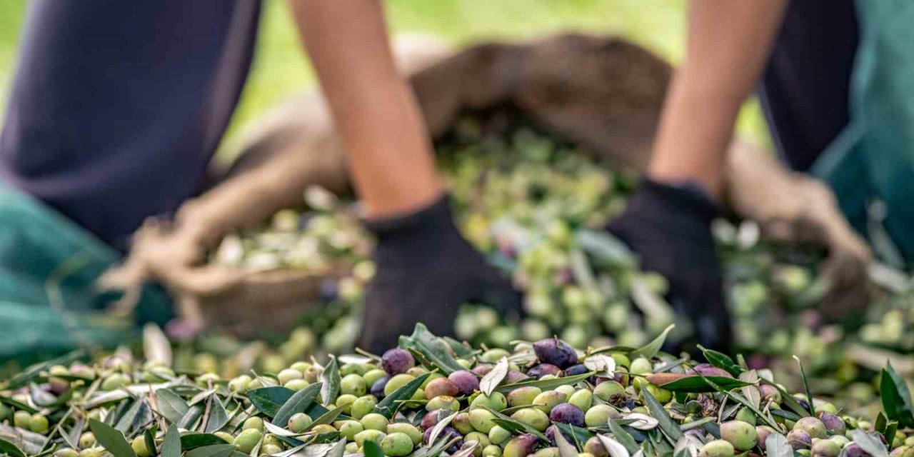 Zeytin sektörü ihracatta 1 milyar dolara koşuyor