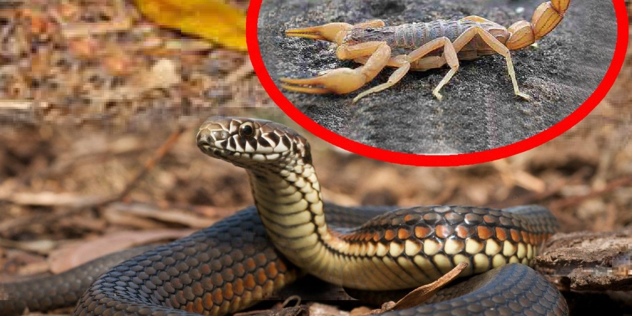 Hastaneden yılan ve akrep uyarısı