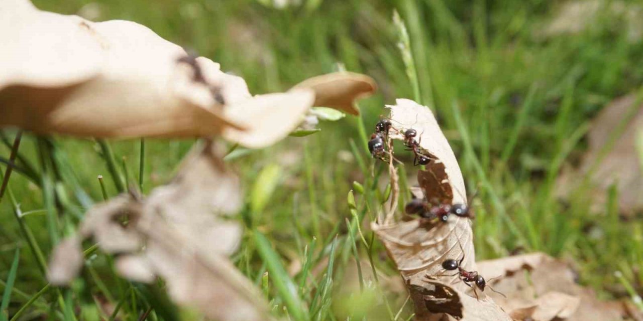 Şırnak’ta havaların ısınmasıyla karıncalar yuvalarından çıkıyor