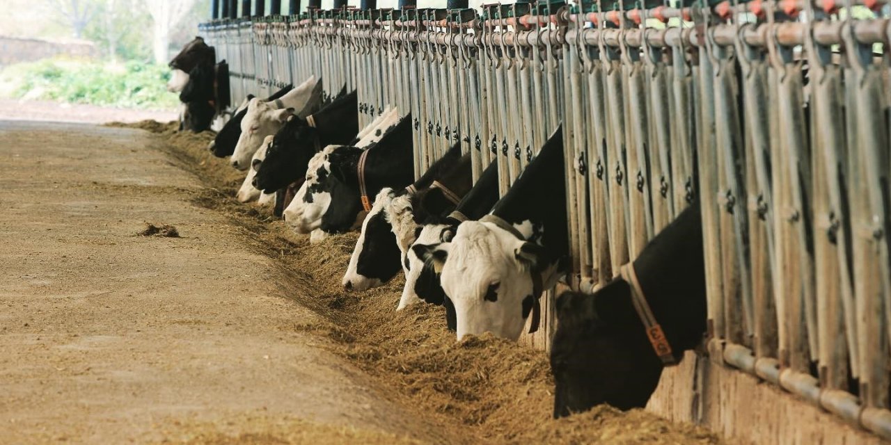 Muğla Tarım ve Orman Müdürlüğü Şap Aşısı hakkında açıklama yaptı