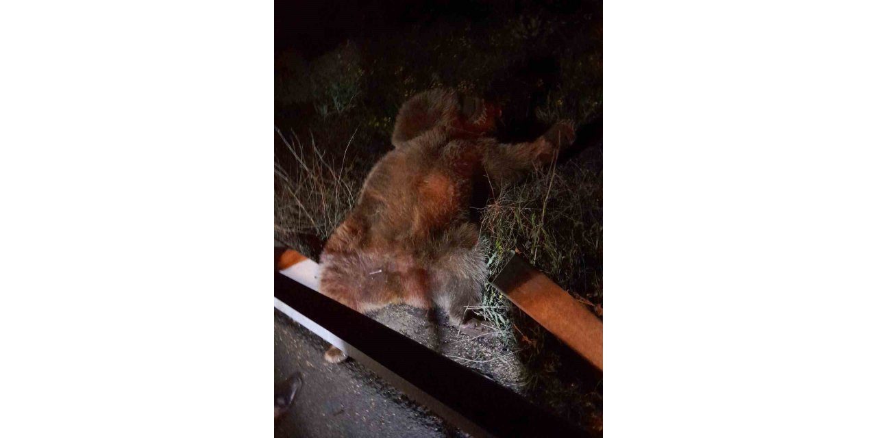 Yola fırlayan ayı telef olurken bir aracı da hurdaya çevirdi