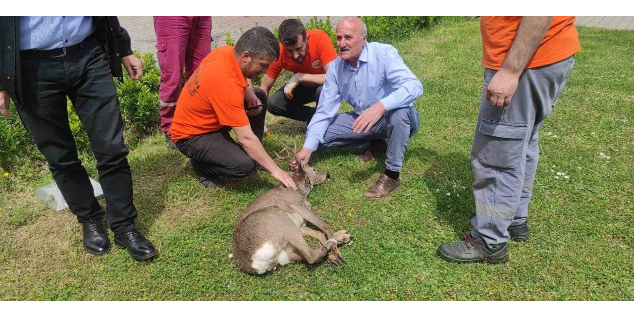 Yaralı karaca tedavi altına alındı