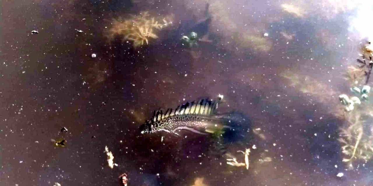 Bursa’da ilk kez görüntülenmişti...O türün cinsi belli oldu