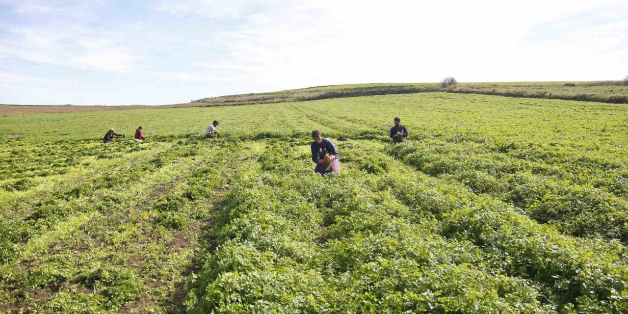 Adana’da kadın kooperatifi üreticiyi destekliyor