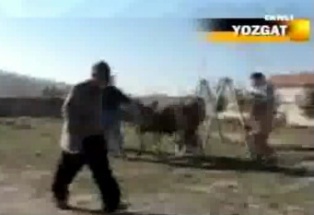 Boğa, kesileceği yere kendisi yattı VİDEO