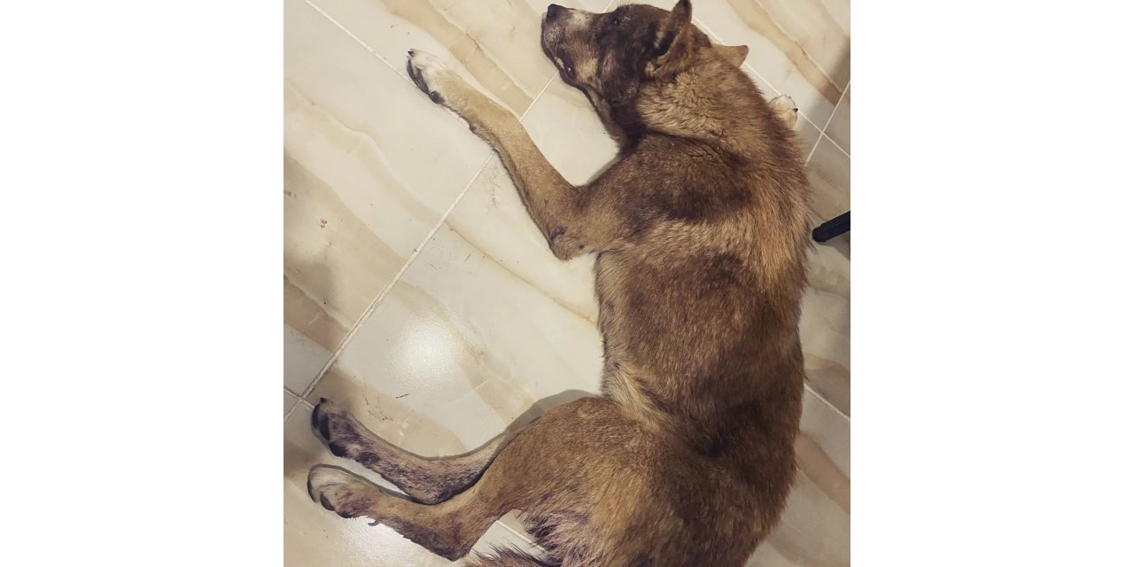 Av tüfeği ile vurulan köpeğin vücudunda 100’den fazla saçma tespit edildi
