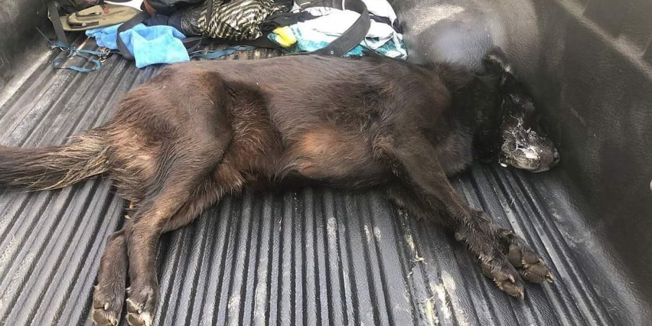 Zehirlenen köpek kurtarılamadı