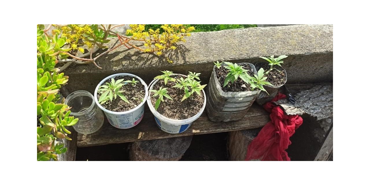 Bahçesindeki saksılarda kenevir yetiştiren şüpheli tutuklandı