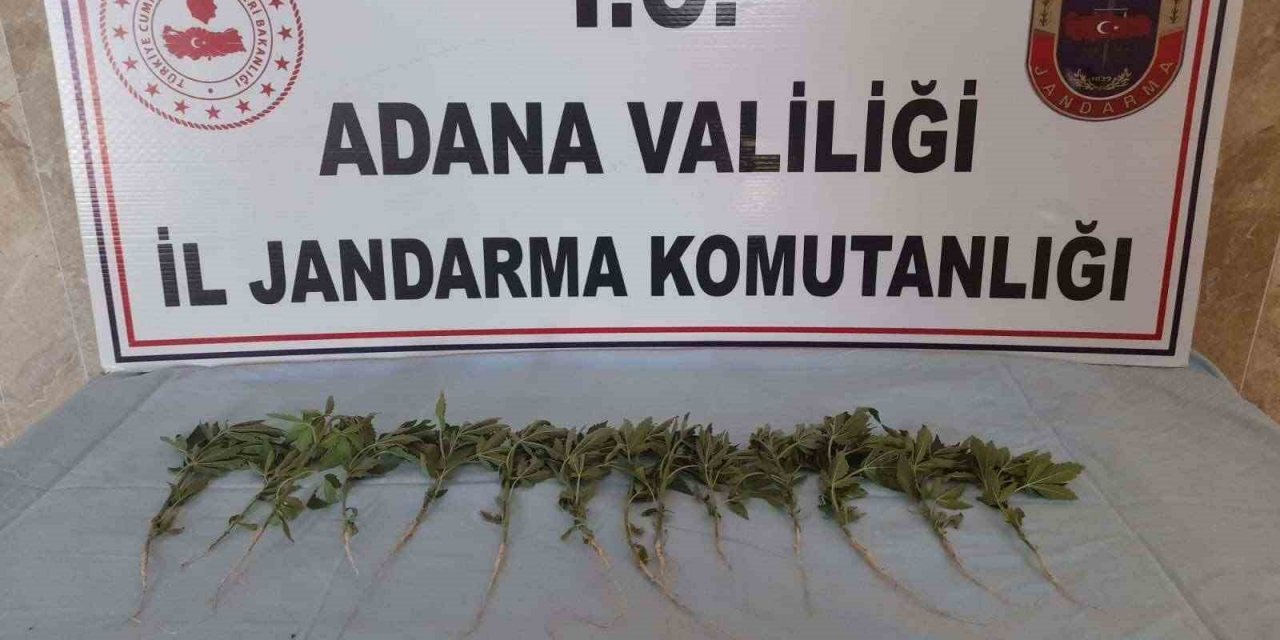 Adana’da 46 kök kenevir ele geçirildi