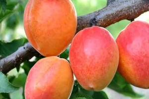 Kayısı kalp krizini önlüyor