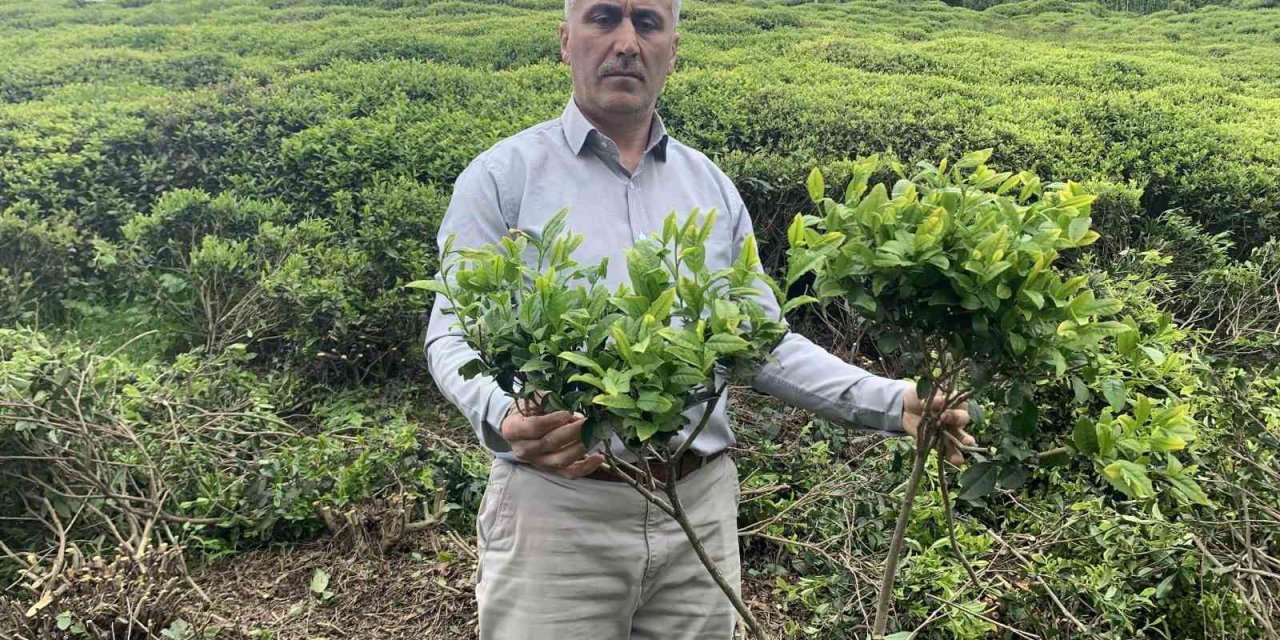 Çay üreticilerinden çay budama tepkisi