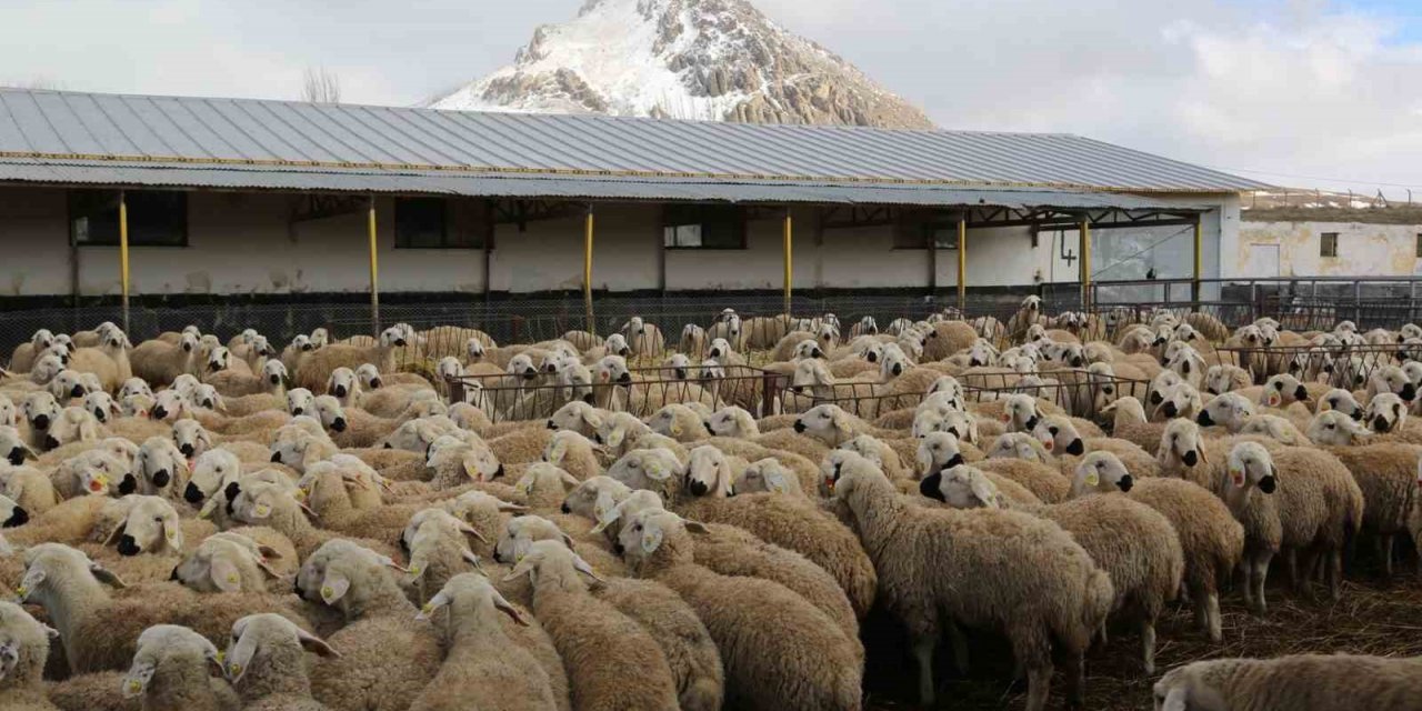 Sivas’ta küçükbaş hayvan varlığı 1 milyonu aştı
