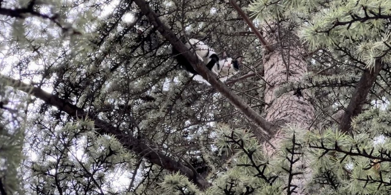 Yaklaşık 30 saat boyunca bir ağaçta mahsur kalan kedi kendi çabalarıyla kurtuldu