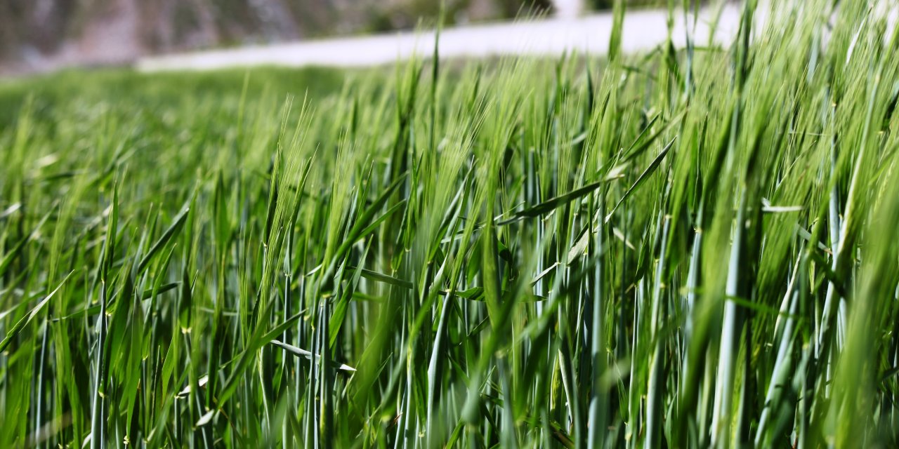 Konya Ovası’nda tarımsal kuraklık yerini yüksek rekolte beklentisine bıraktı