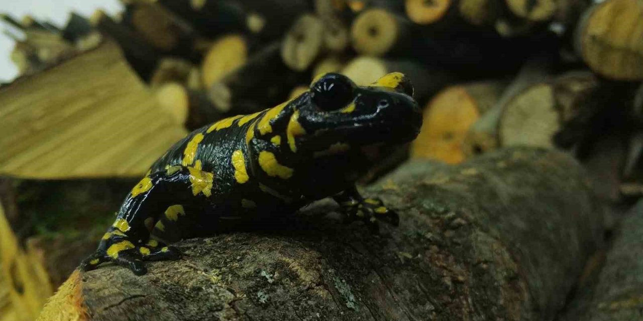 Koruma altındaki ’Benekli Semenderler’ Erzincan’da görüntülendi