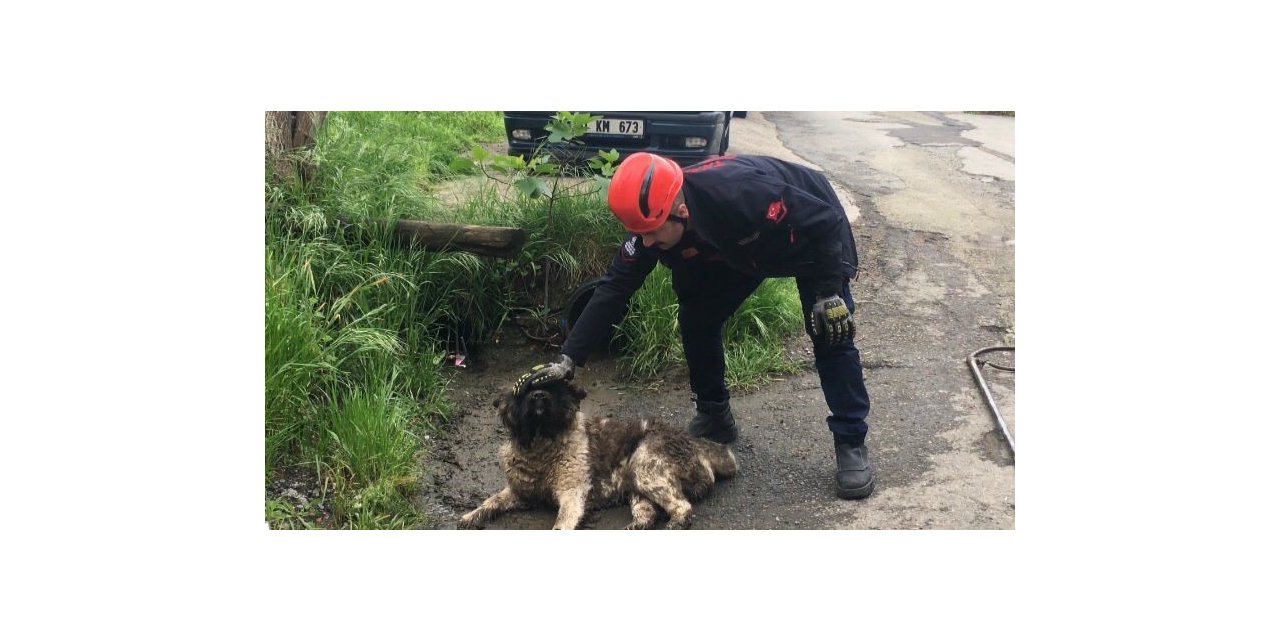 Akar borusuna sıkışan köpeği itfaiye ekipleri kurtardı